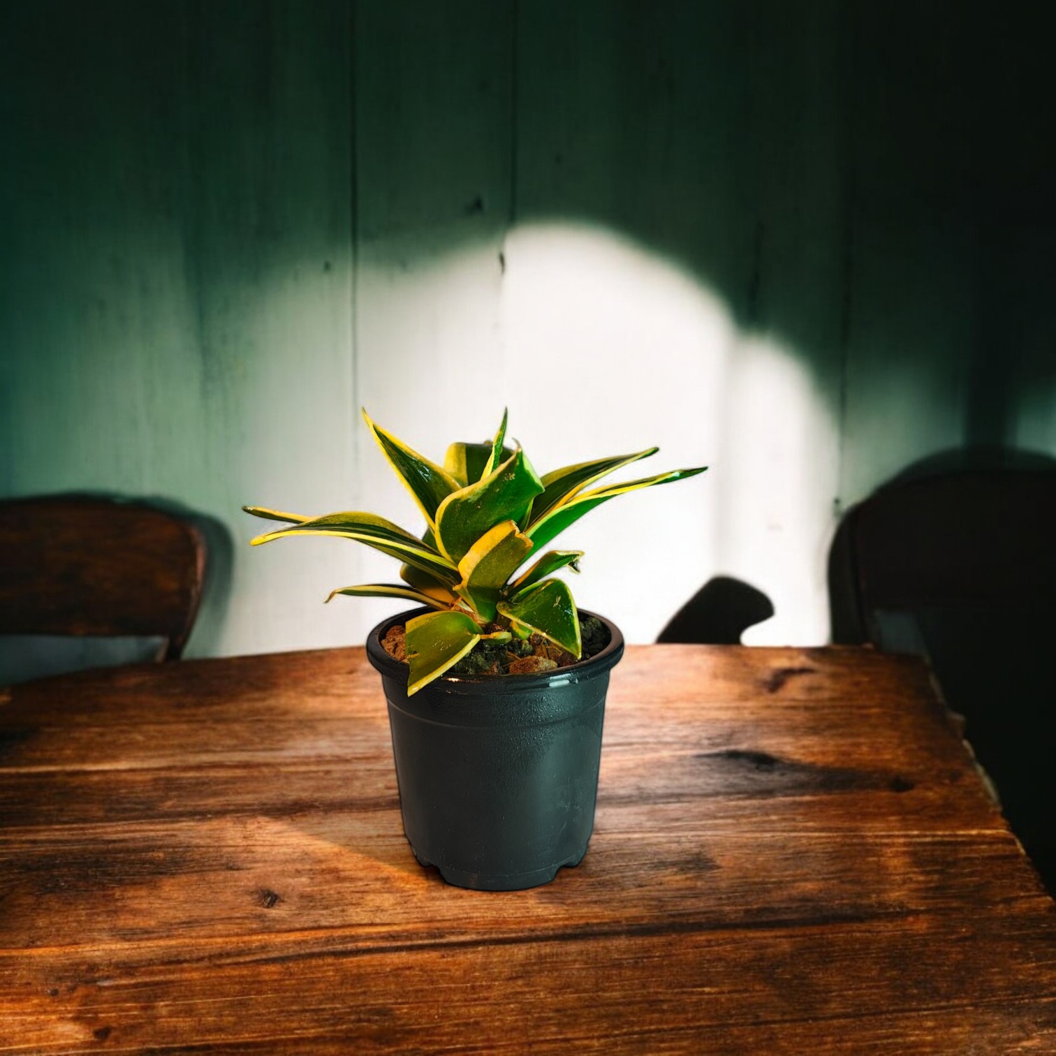 Snake Plant (Green and Golden Color) with Pot for Home and Office Decor